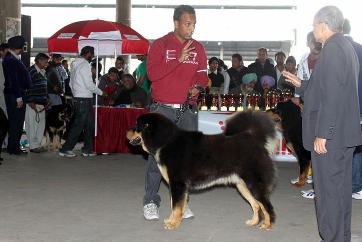ex-184,sw-82,tibetan mastiff,, GUMTALA'S BRUNO, Tibetan Mastiff, DogSpot.in