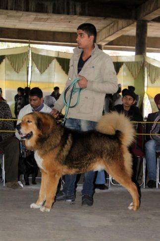 sw-82,tibetan mastiff,, Jalandhar Show 2013, DogSpot.in