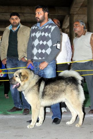 sw-82,tibetan mastiff,, Jalandhar Show 2013, DogSpot.in