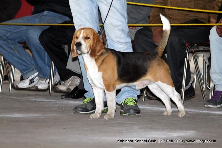 beagle,sw-82,, Jalandhar Show 2013, DogSpot.in