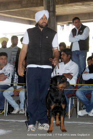 ex-156,rottweiler,sw-82,, AILY, Rottweiler, DogSpot.in