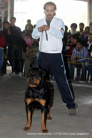 ex-157,rottweiler,sw-82,, BABY DOLL OF SURE SHOT, Rottweiler, DogSpot.in