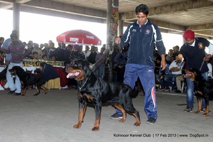 rottweiler,sw-82,, Jalandhar Show 2013, DogSpot.in