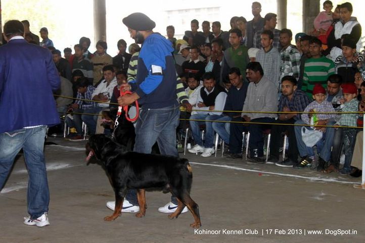 rottweiler,sw-82,, Jalandhar Show 2013, DogSpot.in