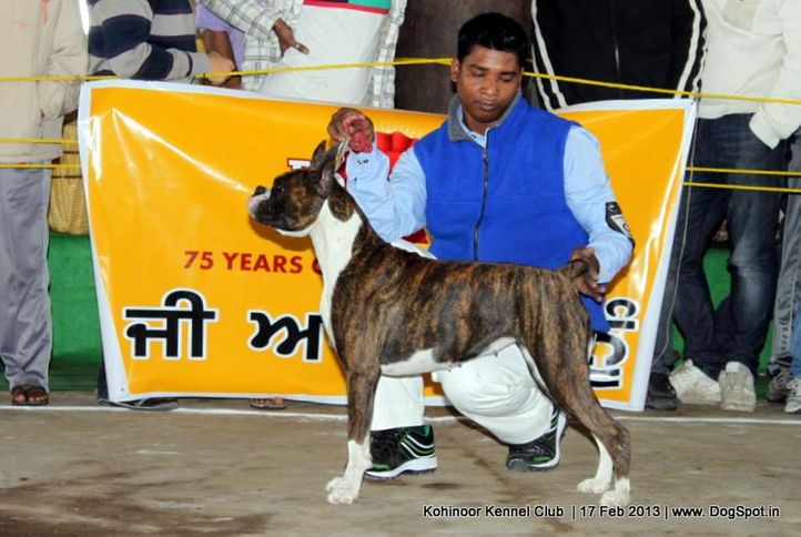 boxer,sw-82,, Jalandhar Show 2013, DogSpot.in