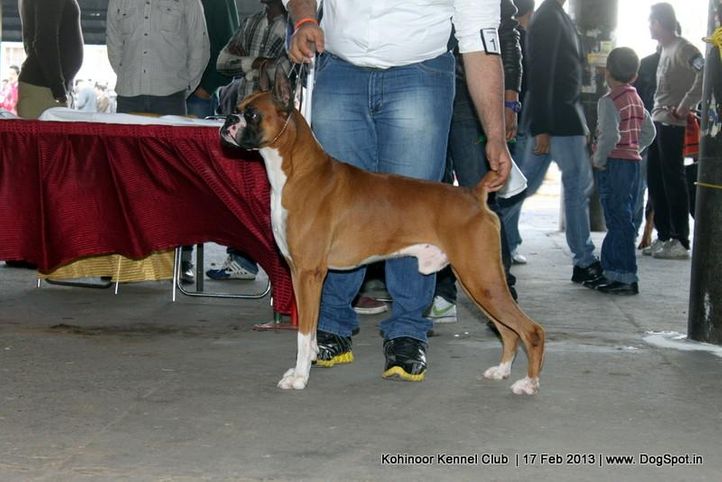 boxer,ex-101,sw-82,, NEXT STEP'S TRIUMPH, Boxer, DogSpot.in