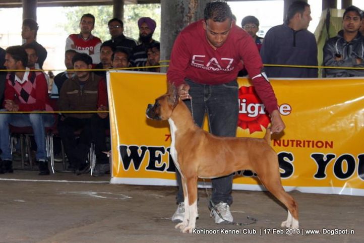 boxer,ex-93,sw-82,, NEXT STEPS BETSY ROSS, Boxer, DogSpot.in