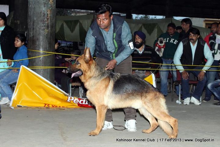 german shepherd,sw-82,, Jalandhar Show 2013, DogSpot.in