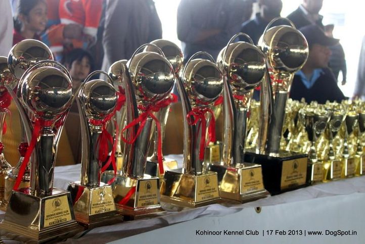 show trophy,sw-82,, Jalandhar Show 2013, DogSpot.in