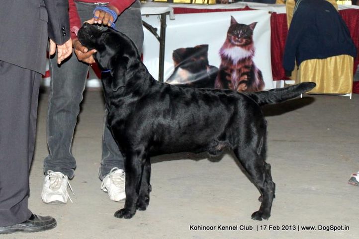 labrador retriever,sw-82,, Jalandhar Show 2013, DogSpot.in