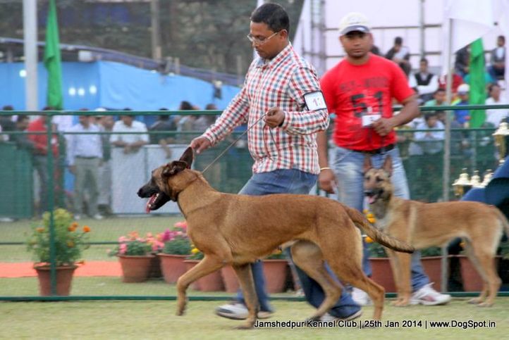 belgian shepherd,ex-13,sw-114,, Jamshedpur Dog Show 2014, DogSpot.in