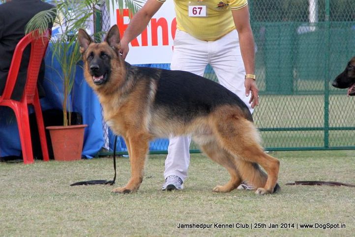 ex-67,german shepherd,sw-114,, Jamshedpur Dog Show 2014, DogSpot.in