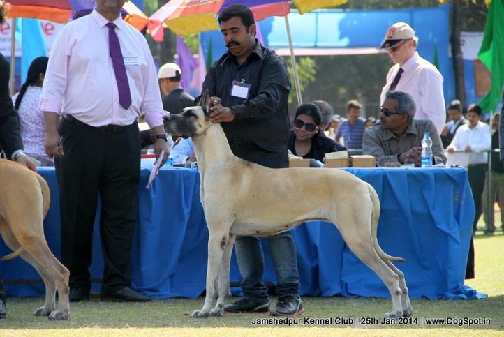 great dane,sw-114,, Jamshedpur Dog Show 2014, DogSpot.in
