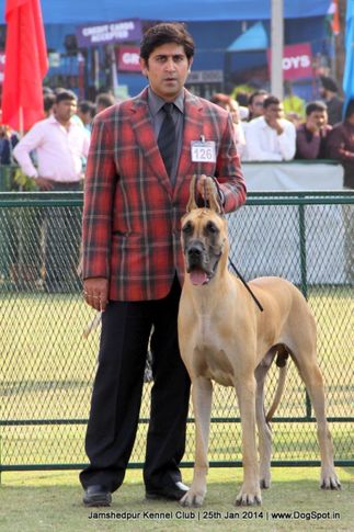 ex-126,great dane,sw-114,, Jamshedpur Dog Show 2014, DogSpot.in