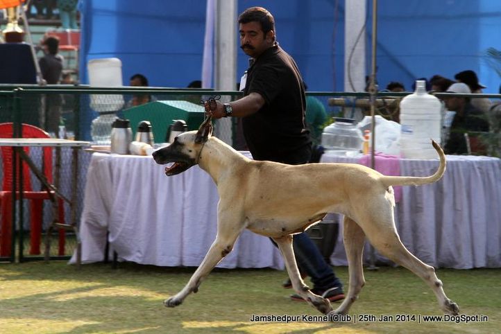 ex-121,great dane,sw-114,, Jamshedpur Dog Show 2014, DogSpot.in