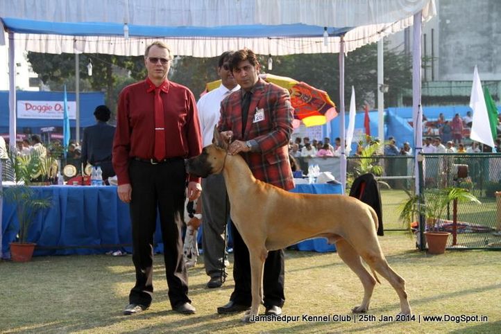 ex-126,great dane,sw-114,, Jamshedpur Dog Show 2014, DogSpot.in