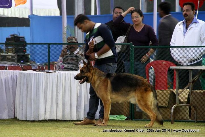german shepherd,sw-114,, Jamshedpur Dog Show 2014, DogSpot.in