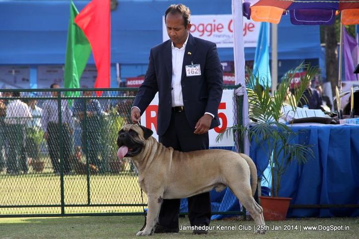 bull mastiff,ex-162,sw-114,, Jamshedpur Dog Show 2014, DogSpot.in