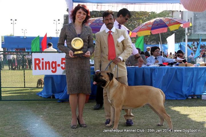 bull mastiff,ex-163,sw-114,, Jamshedpur Dog Show 2014, DogSpot.in