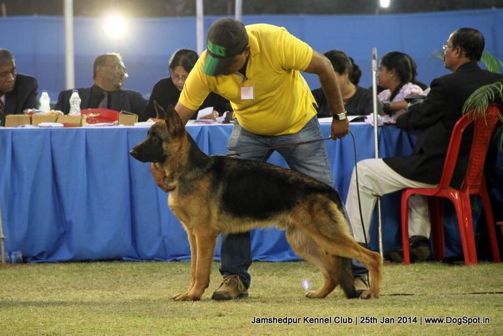 german shepherd,sw-114,, Jamshedpur Dog Show 2014, DogSpot.in