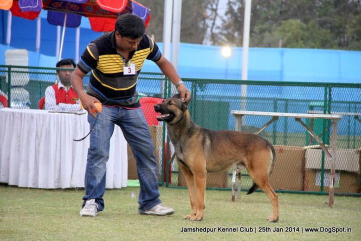 belgian shepherd,ex-3,sw-114,, Jamshedpur Dog Show 2014, DogSpot.in