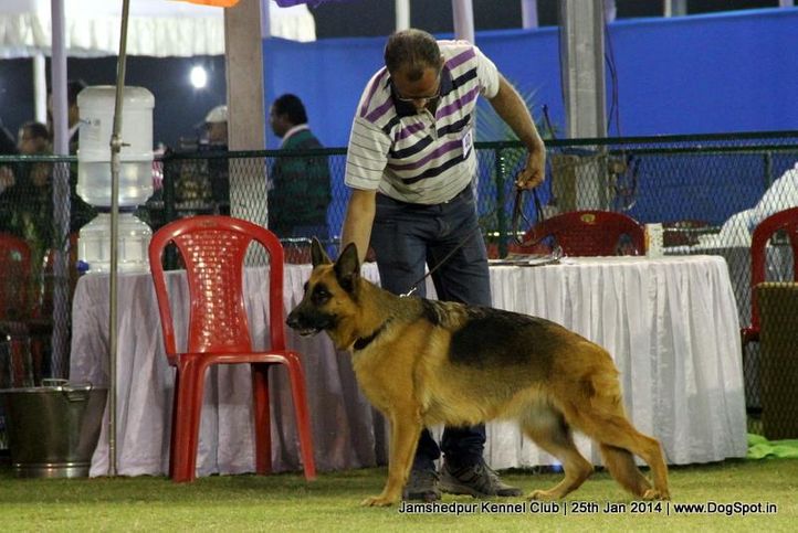 ex-40,german shepherd,sw-114,, Jamshedpur Dog Show 2014, DogSpot.in