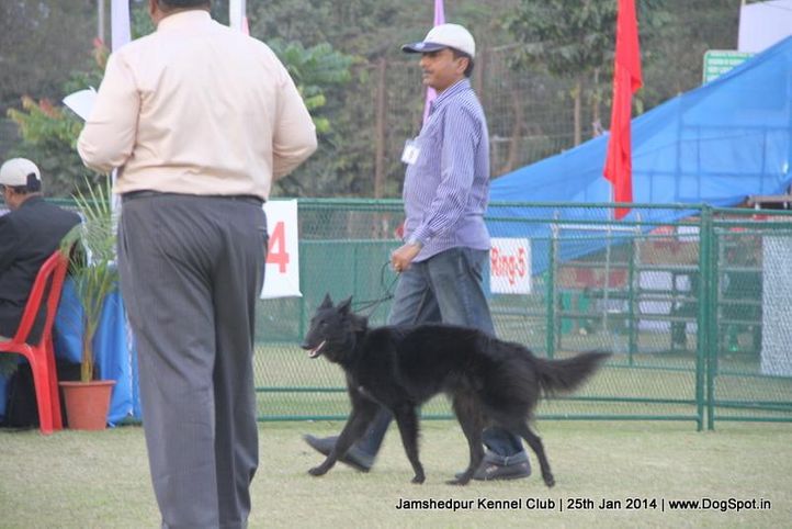 belgian shepherd,ex-8,sw-114,, Jamshedpur Dog Show 2014, DogSpot.in