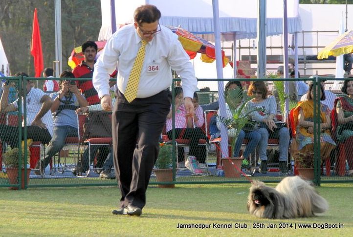 pekingese,sw-114,, Jamshedpur Dog Show 2014, DogSpot.in