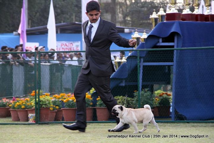 ex-386,pug,sw-114,, Jamshedpur Dog Show 2014, DogSpot.in