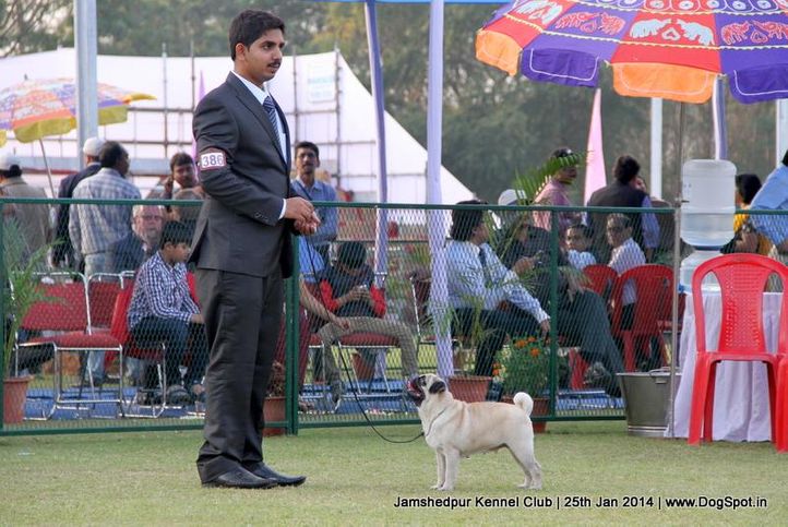 ex-386,pug,sw-114,, Jamshedpur Dog Show 2014, DogSpot.in