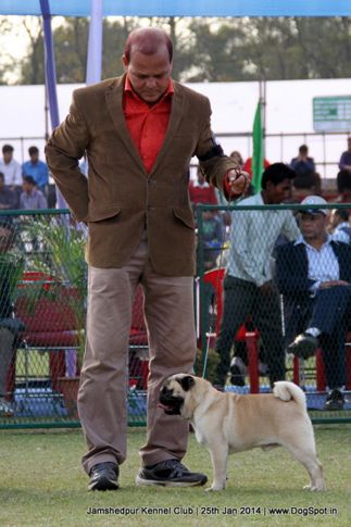 ex-388,pug,sw-114,, Jamshedpur Dog Show 2014, DogSpot.in