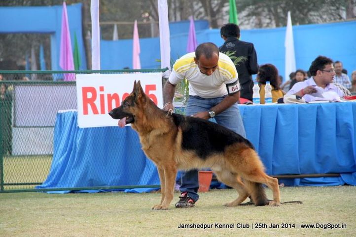 ex-64,german shepherd,sw-114,, Jamshedpur Dog Show 2014, DogSpot.in