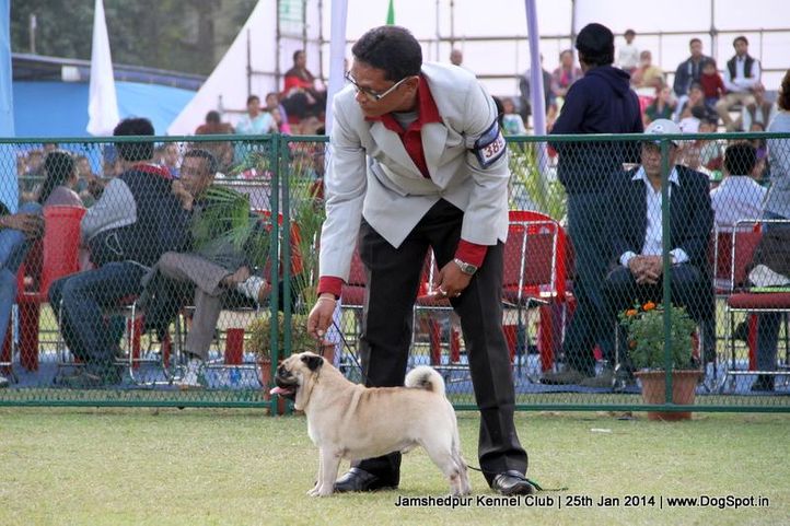 ex-389,pug,sw-114,, Jamshedpur Dog Show 2014, DogSpot.in