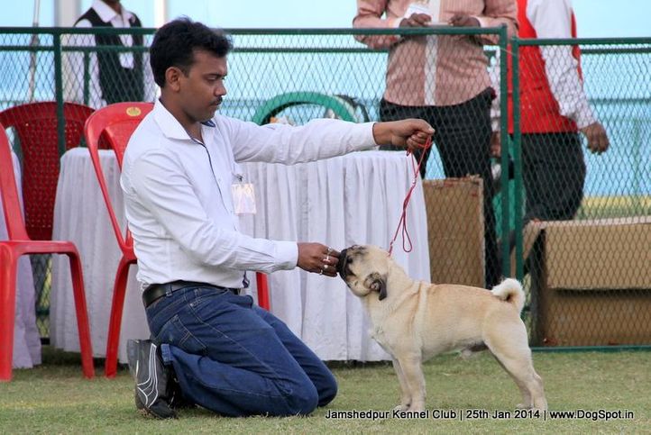 pug,sw-114,, Jamshedpur Dog Show 2014, DogSpot.in