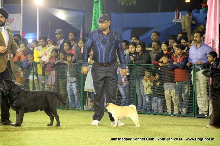 pug,sw-114,, Jamshedpur Dog Show 2014, DogSpot.in