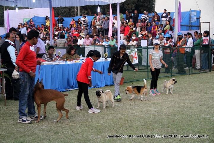 child handler,sw-114,, Jamshedpur Dog Show 2014, DogSpot.in