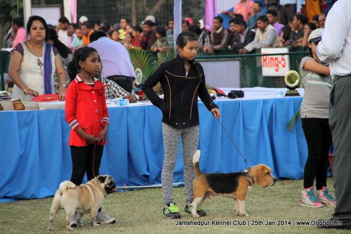 child handler,sw-114,, Jamshedpur Dog Show 2014, DogSpot.in