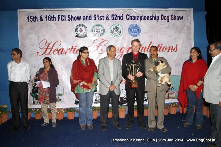 ex-381,line up,pug,sw-114,, Jamshedpur Dog Show 2014, DogSpot.in