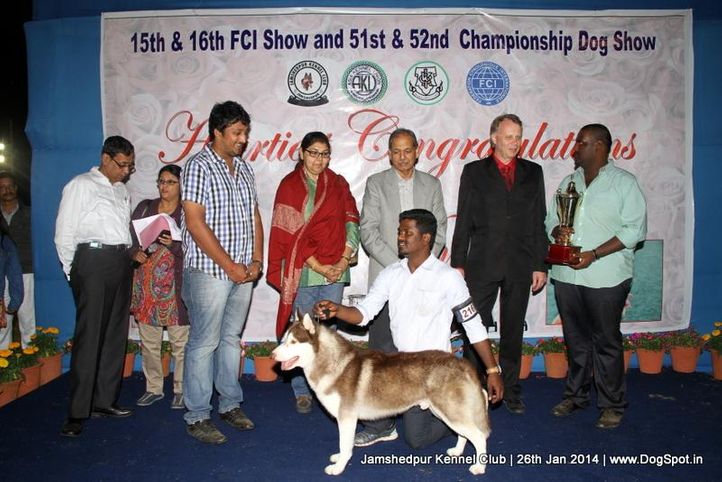ex-216,line up,siberian husky,sw-114,, Jamshedpur Dog Show 2014, DogSpot.in