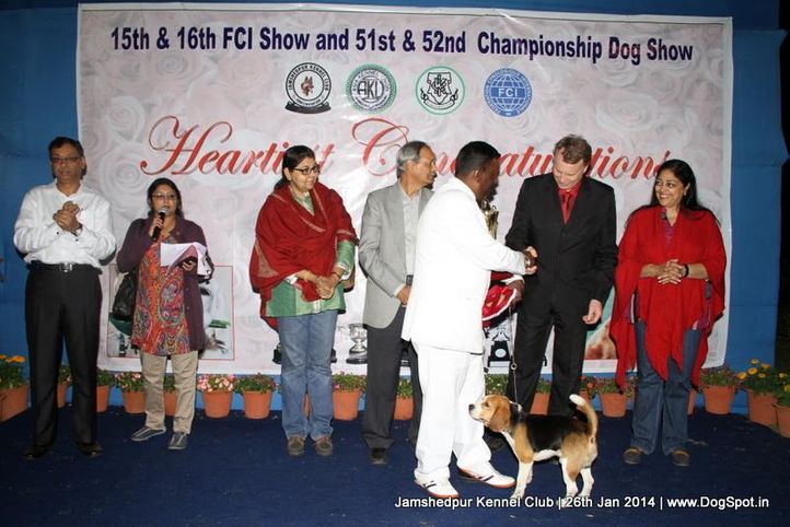 beagle,ex-230,line up,sw-114,, Jamshedpur Dog Show 2014, DogSpot.in