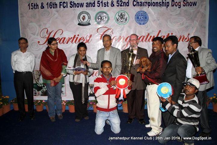 dachshund,ex-210,line up,sw-114,, Jamshedpur Dog Show 2014, DogSpot.in