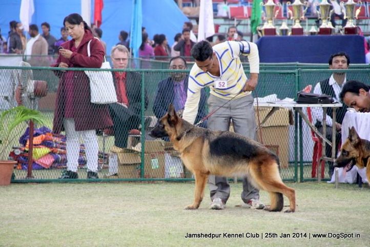 ex-52,german shepherd,sw-114,, Jamshedpur Dog Show 2014, DogSpot.in