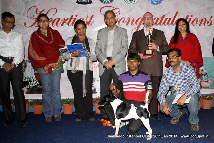 ex-174,fox terrier,line up,sw-114,, Jamshedpur Dog Show 2014, DogSpot.in