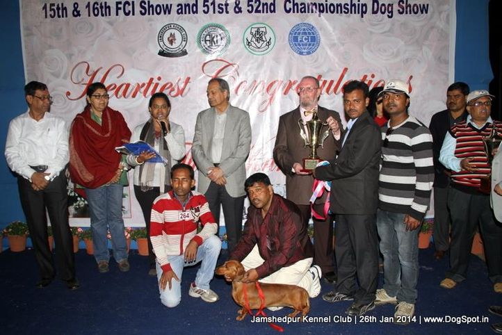 bi,dachshund,ex-210,line up,sw-114,, Jamshedpur Dog Show 2014, DogSpot.in