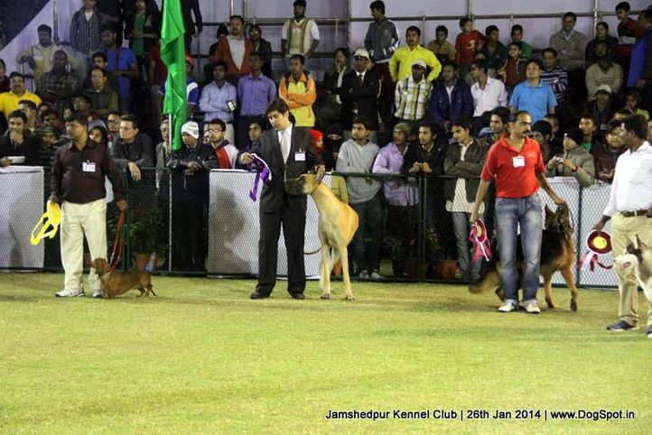 line up,sw-114,, Jamshedpur Dog Show 2014, DogSpot.in