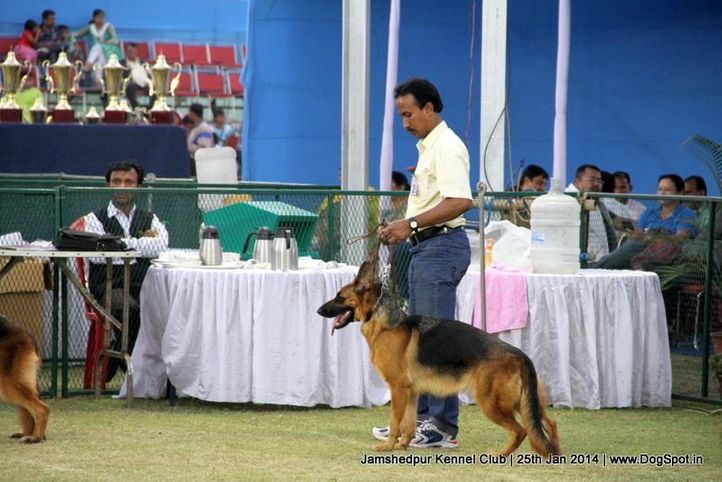 ex-20,german shepherd,sw-114,, Jamshedpur Dog Show 2014, DogSpot.in