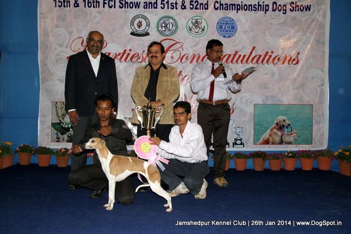 bp,ex-398,line up,sw-114,whippet,, Jamshedpur Dog Show 2014, DogSpot.in