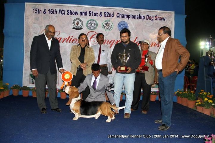 basset hound,ex-225,line up,sw-114,, Jamshedpur Dog Show 2014, DogSpot.in