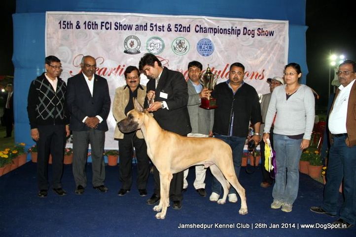 ex-126,great dane,line up,sw-114,, Jamshedpur Dog Show 2014, DogSpot.in