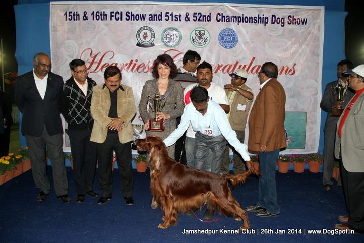 ex-263,irish setter,line up,sw-114,, Jamshedpur Dog Show 2014, DogSpot.in